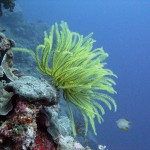 Rowley Shoals coral