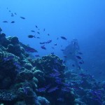 Rowley Shoals diver reef